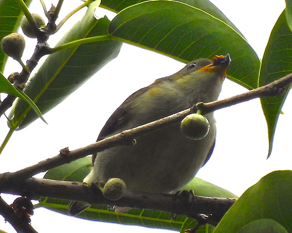 Bicolored Flowerpecker - ML639230153