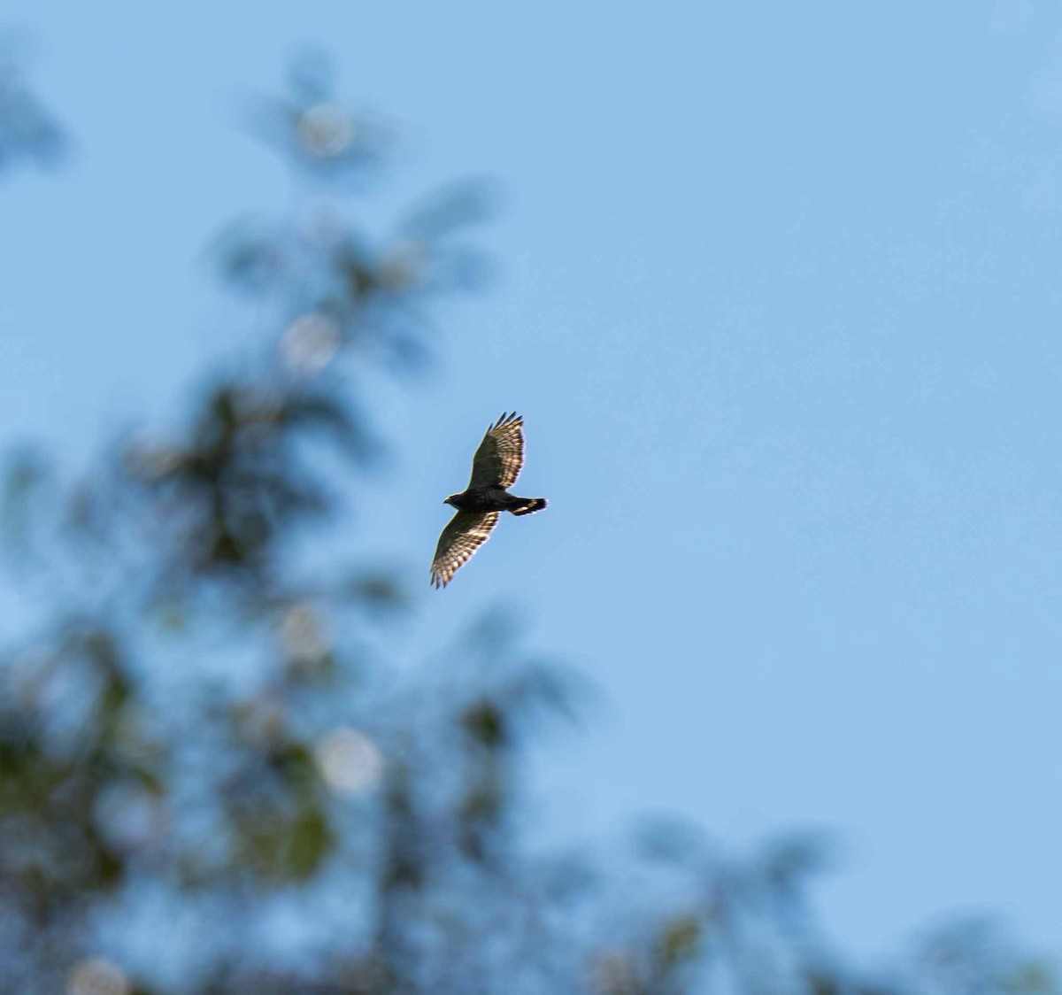 Broad-winged Hawk - ML639230164