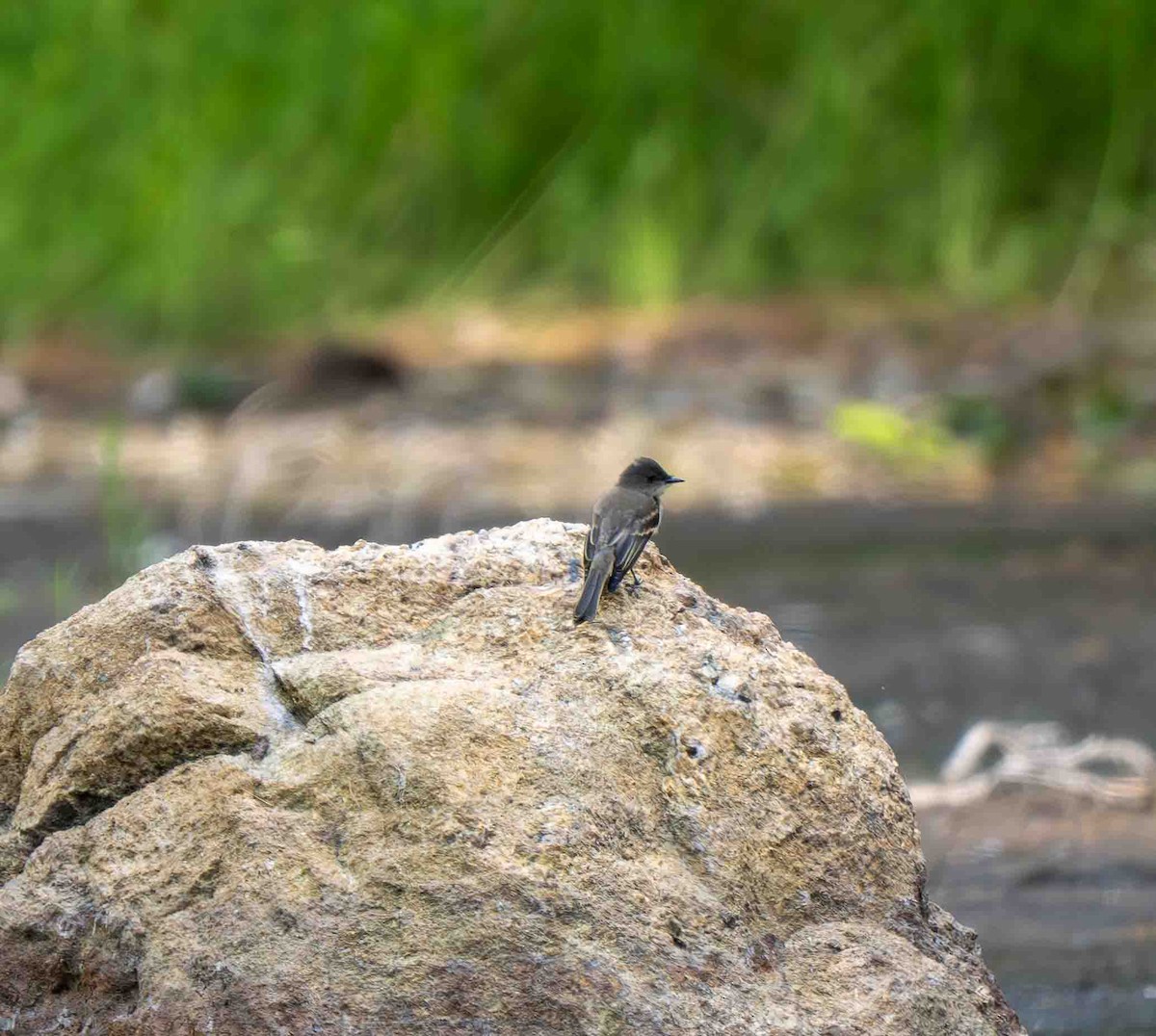 Alder/Willow Flycatcher (Traill's Flycatcher) - ML639230167