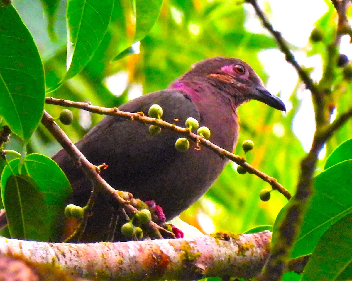 Amethyst Brown-Dove (Amethyst) - ML639230269