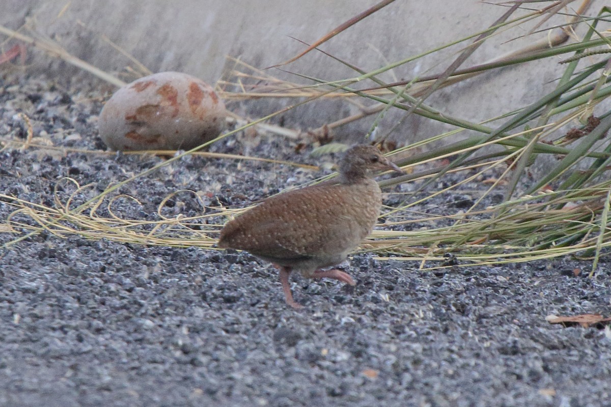 Tinamou à petit bec - ML639230374