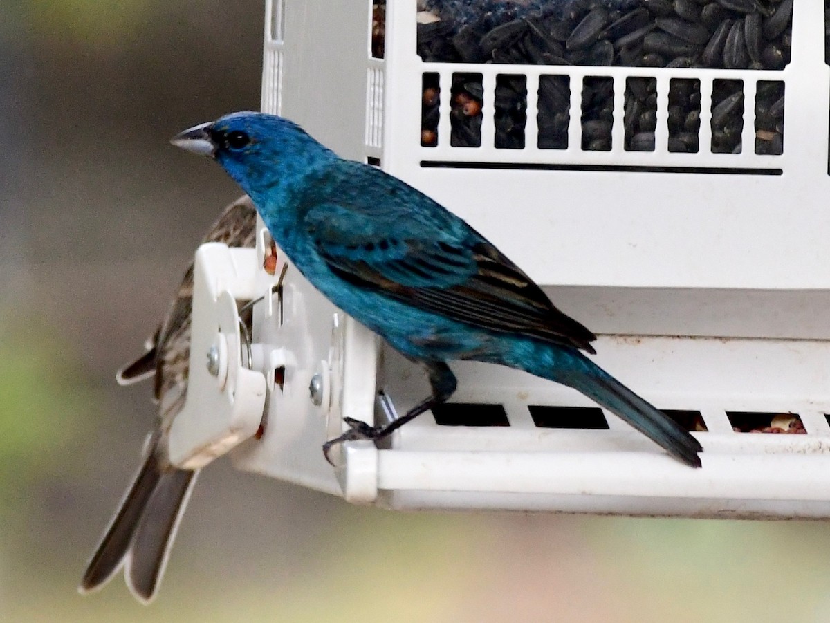 Indigo Bunting - ML639230383