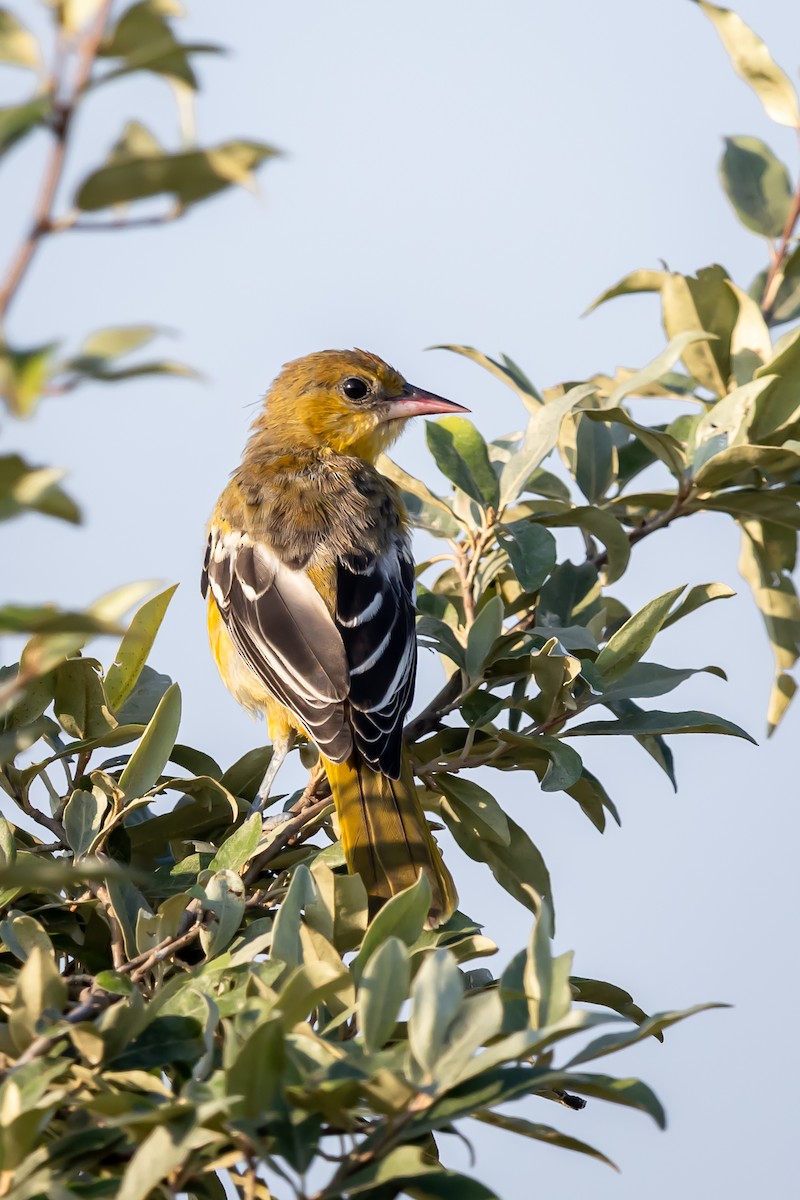Baltimore Oriole - ML639230390