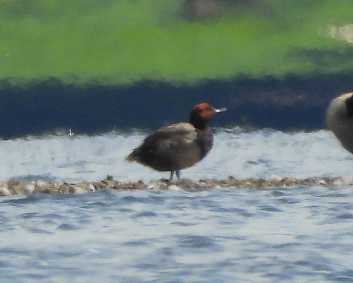 polák americký - ML639230423