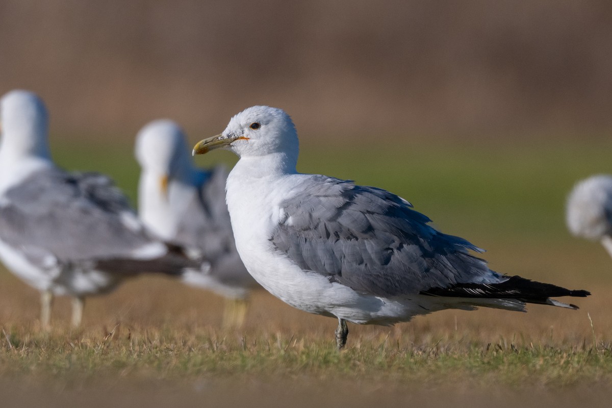 Gaviota Californiana - ML639230425