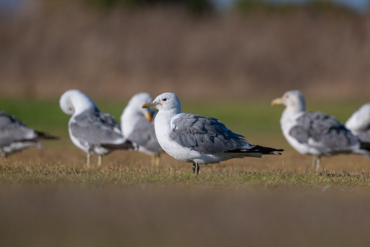 Gaviota Californiana - ML639230426