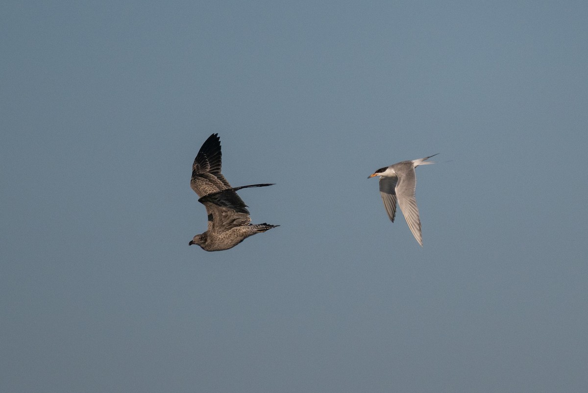 Gaviota Californiana - ML639230430