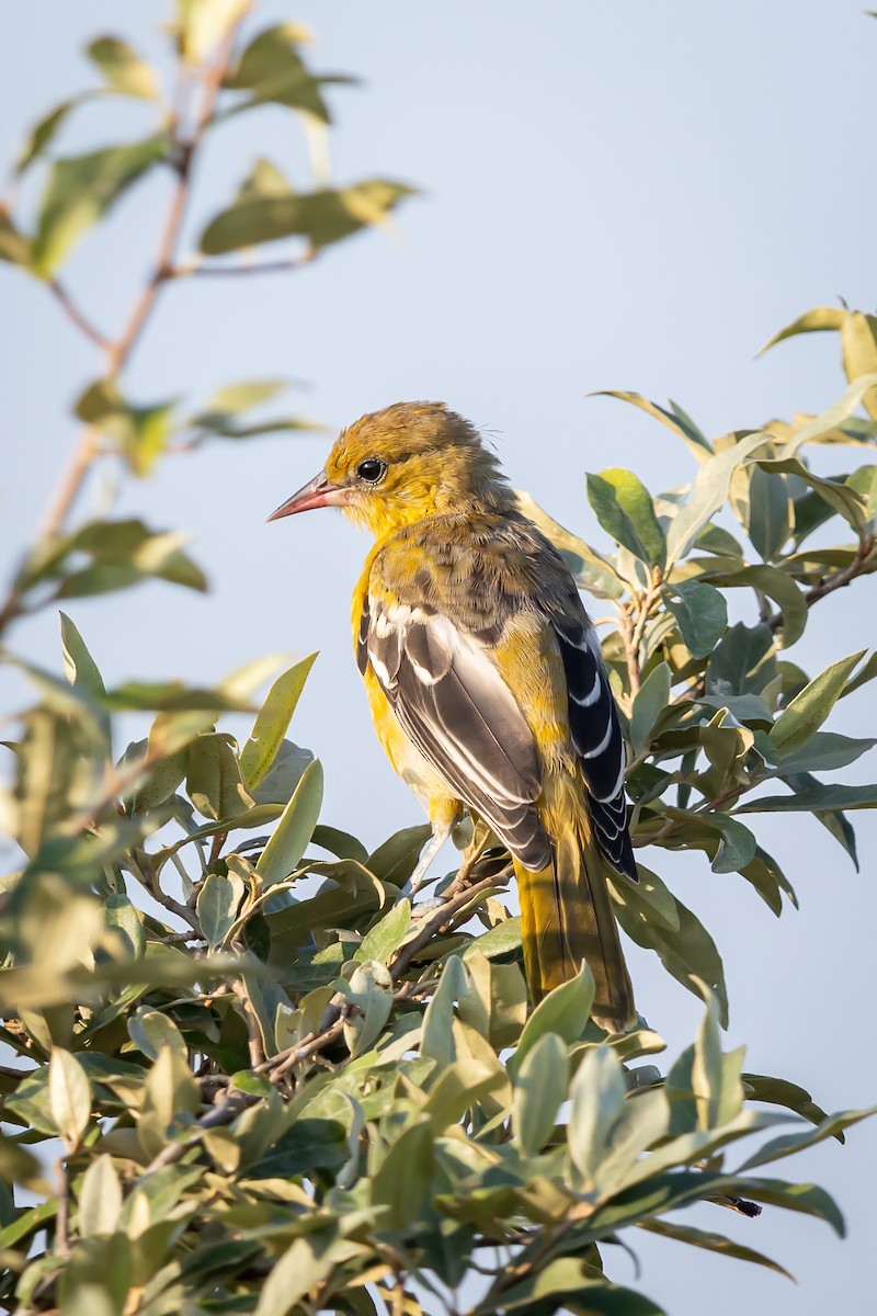 Baltimore Oriole - ML639230584