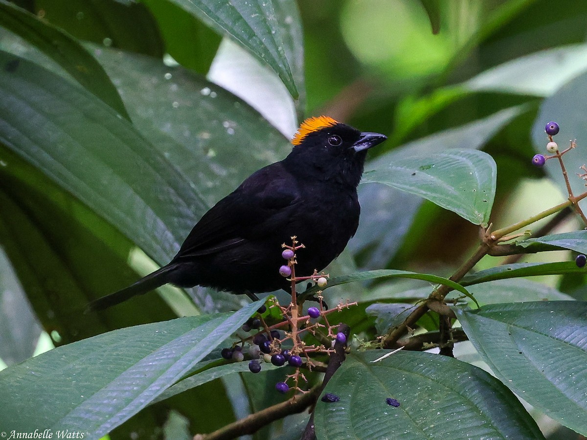 Tawny-crested Tanager - ML639230594