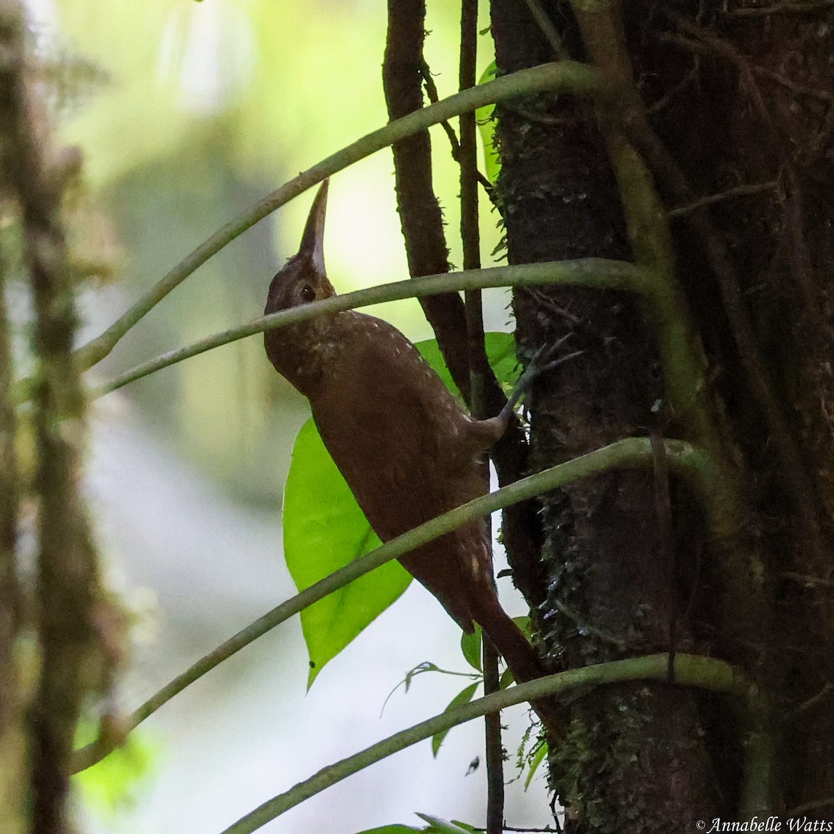 Spotted Woodcreeper - ML639230598