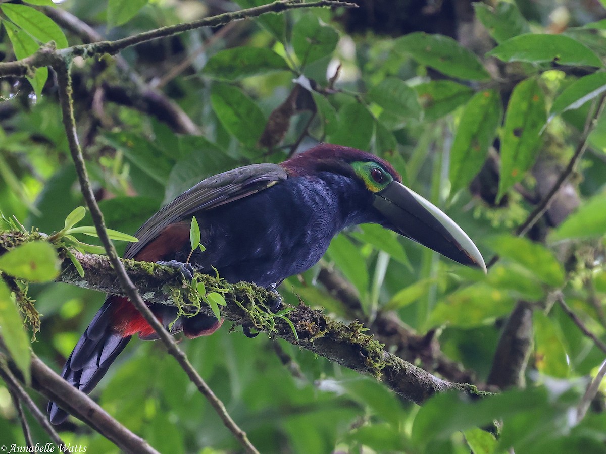 Yellow-eared Toucanet - ML639230606