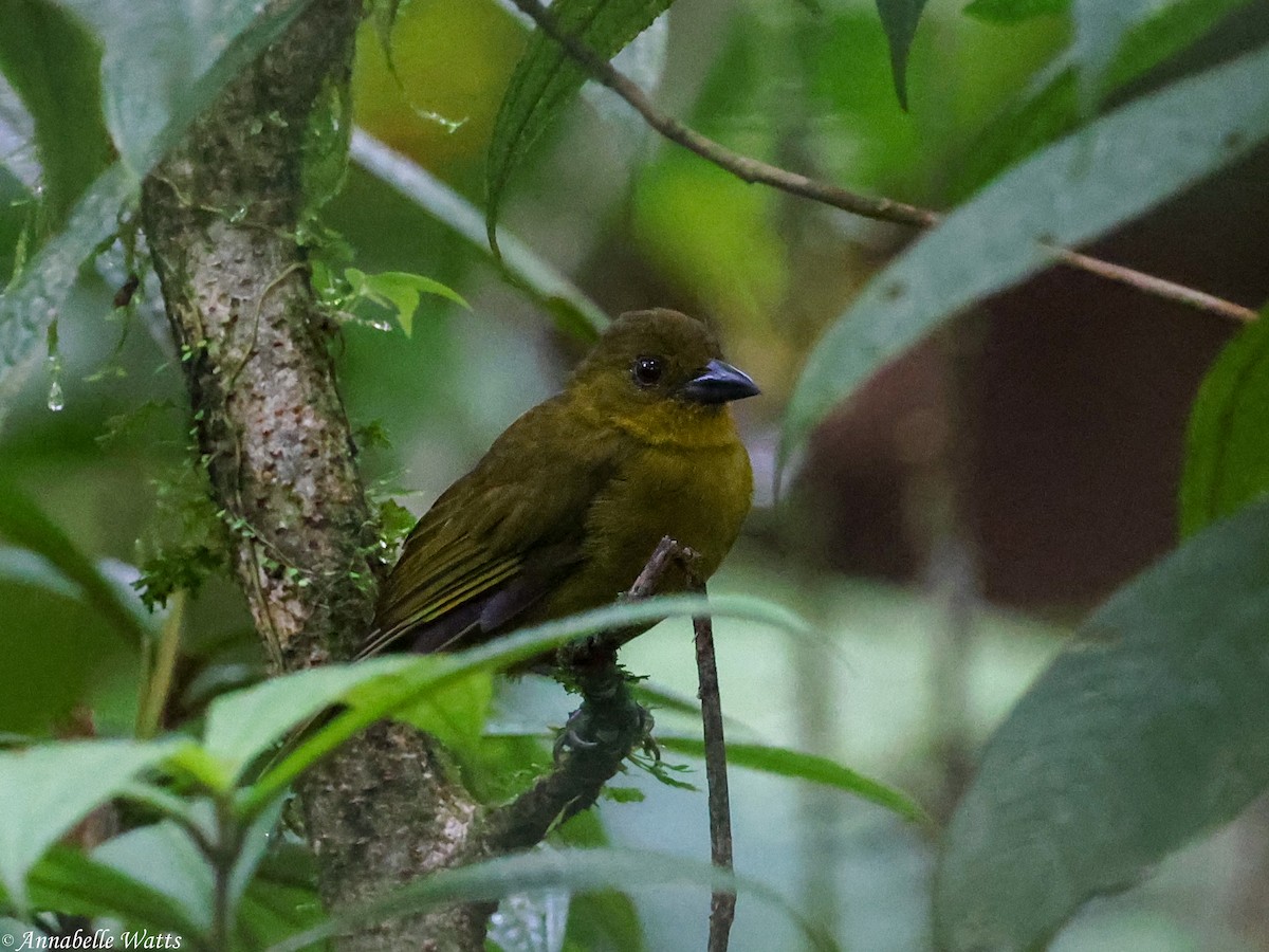 Carmiol's Tanager - ML639230610