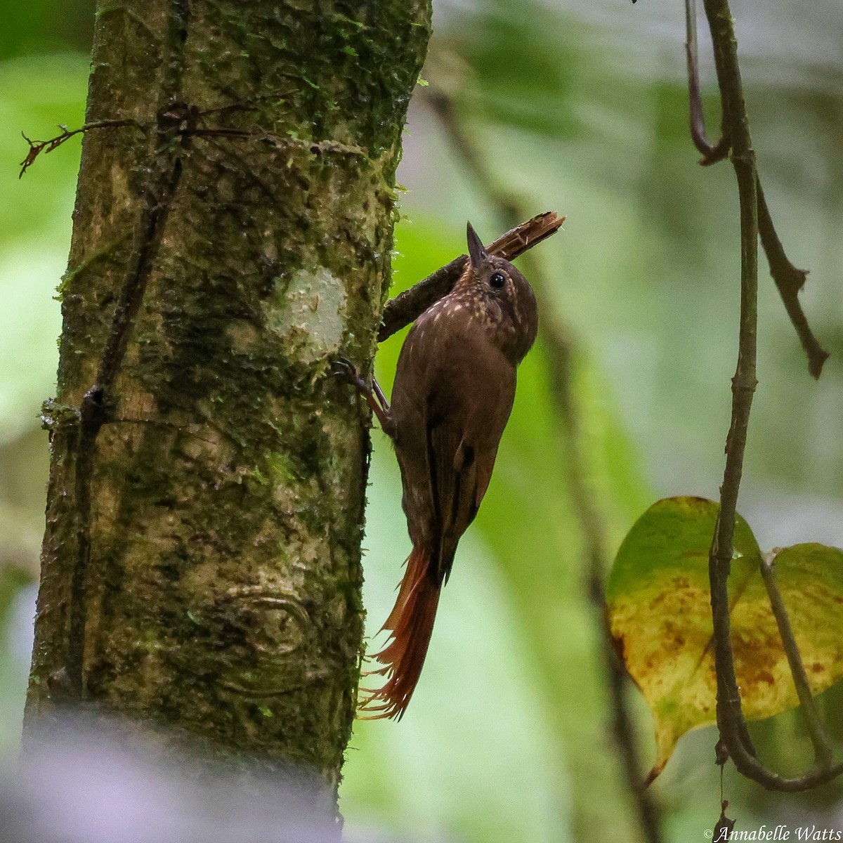 Wedge-billed Woodcreeper - ML639230628