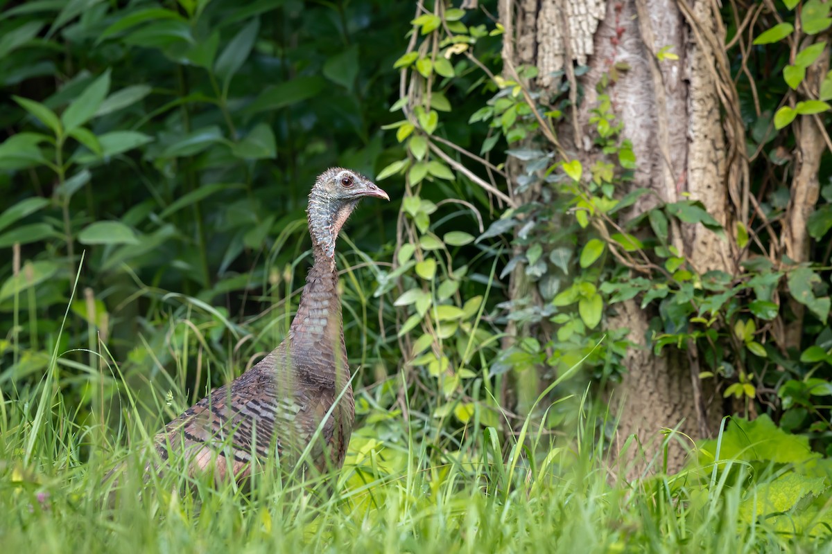 Wild Turkey - ML639230706