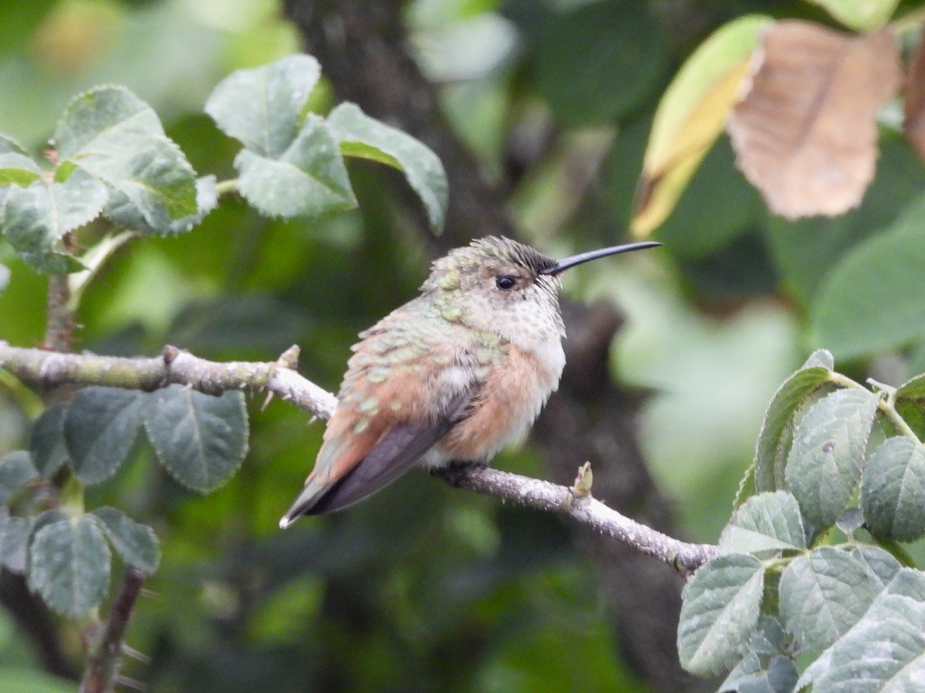 Allen's Hummingbird - ML639230709