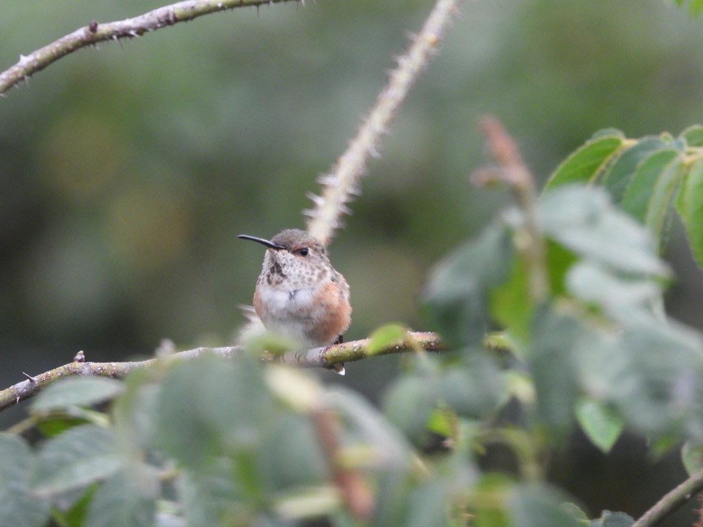 Allen's Hummingbird - ML639230711
