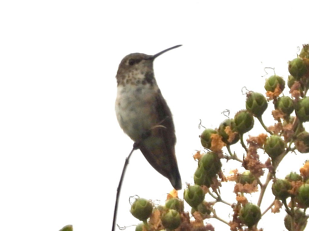 Allen's Hummingbird - ML639230712