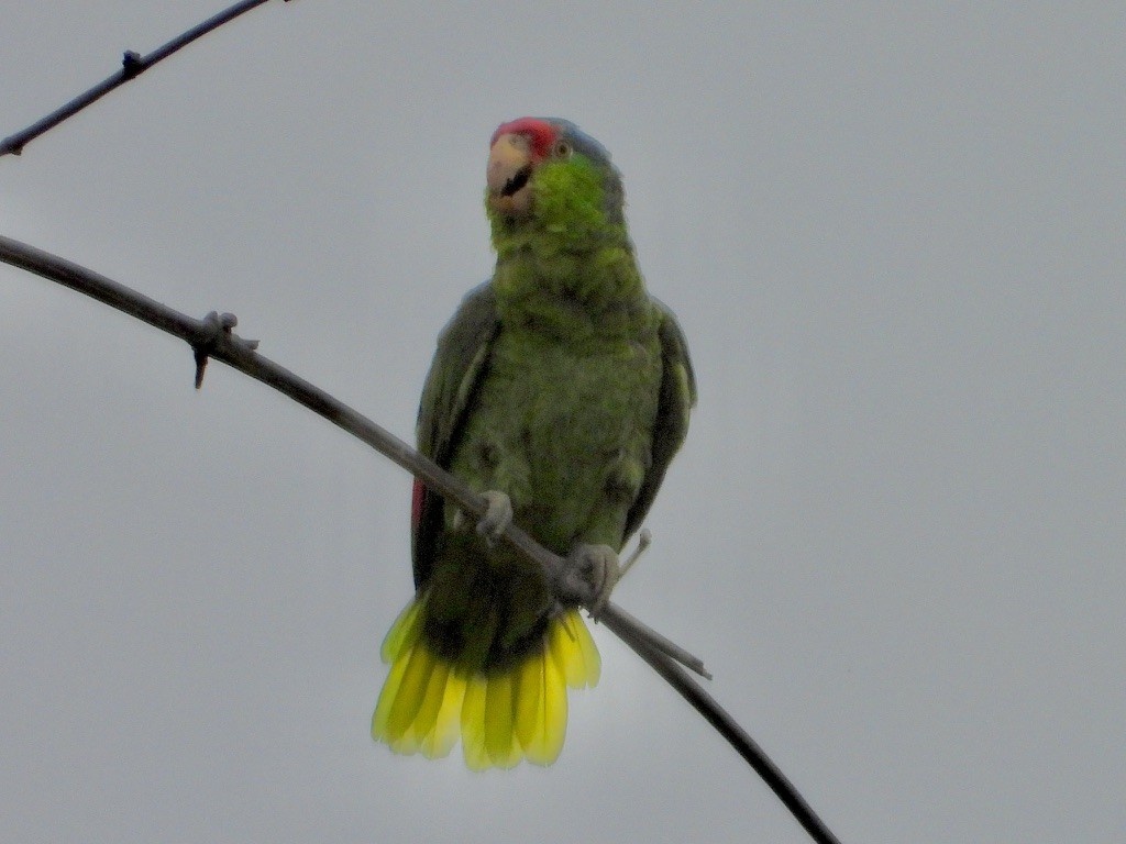 Amazone à joues vertes - ML639230762