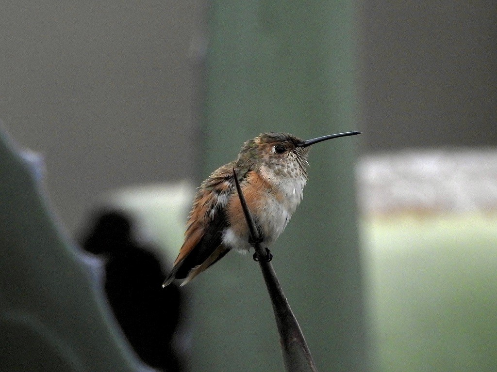 Allen's Hummingbird - ML639230794