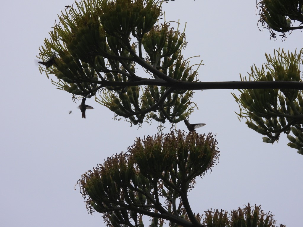 Allen's Hummingbird - ML639230798