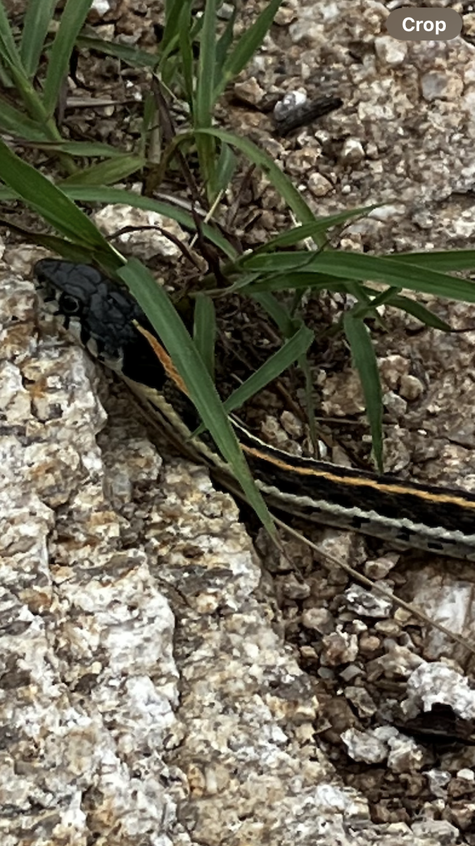 Black-necked Garter Snake - ML639230848