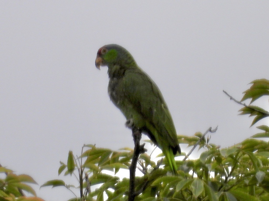 Amazone à joues vertes - ML639230909