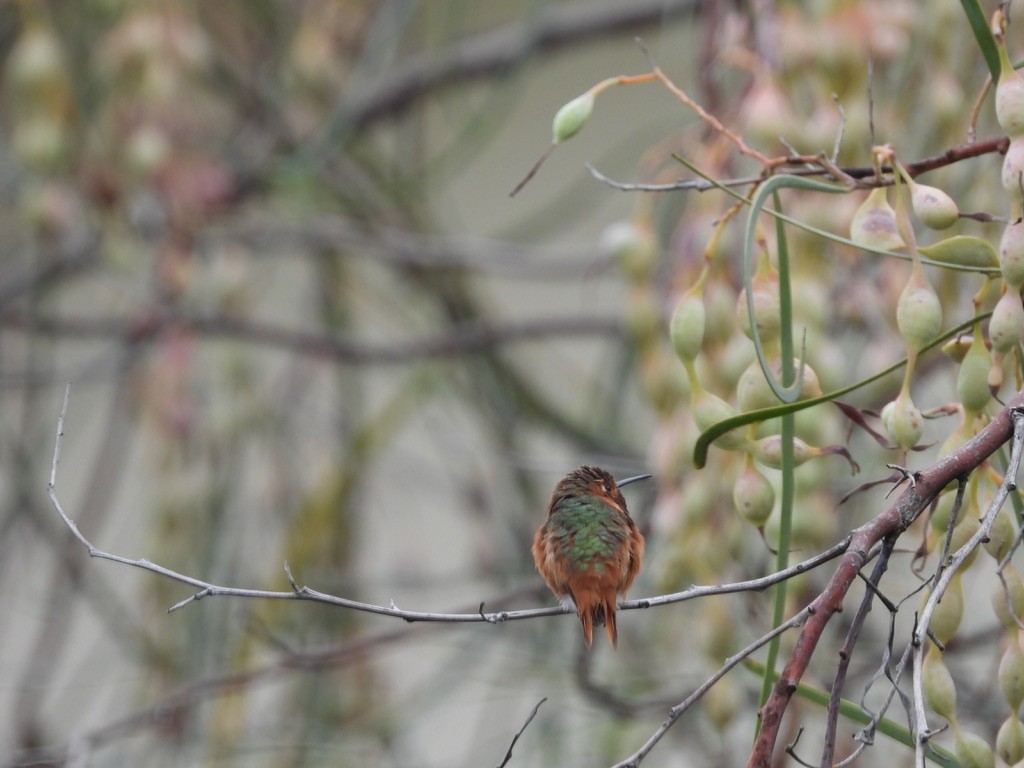 Allen's Hummingbird - ML639231041