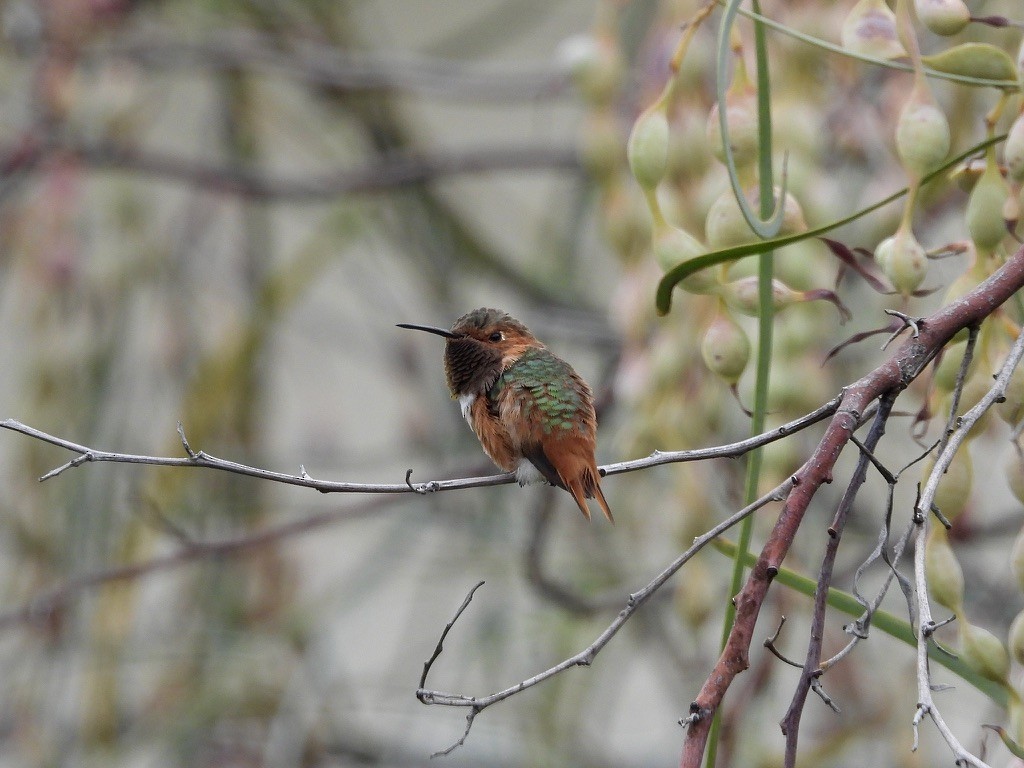 Allen's Hummingbird - ML639231042