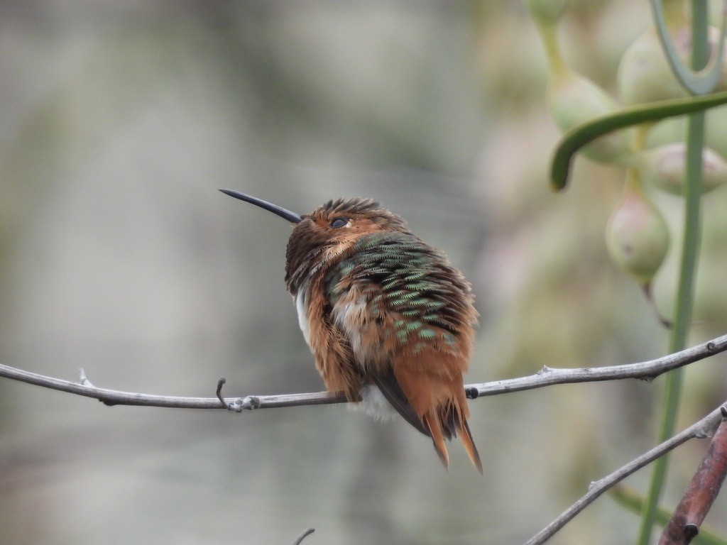 Allen's Hummingbird - ML639231043