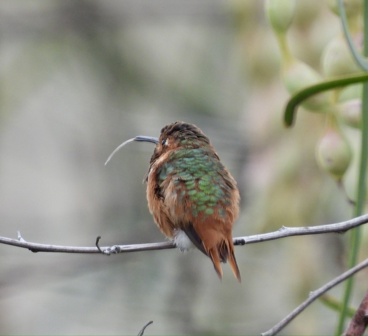 Allen's Hummingbird - ML639231044