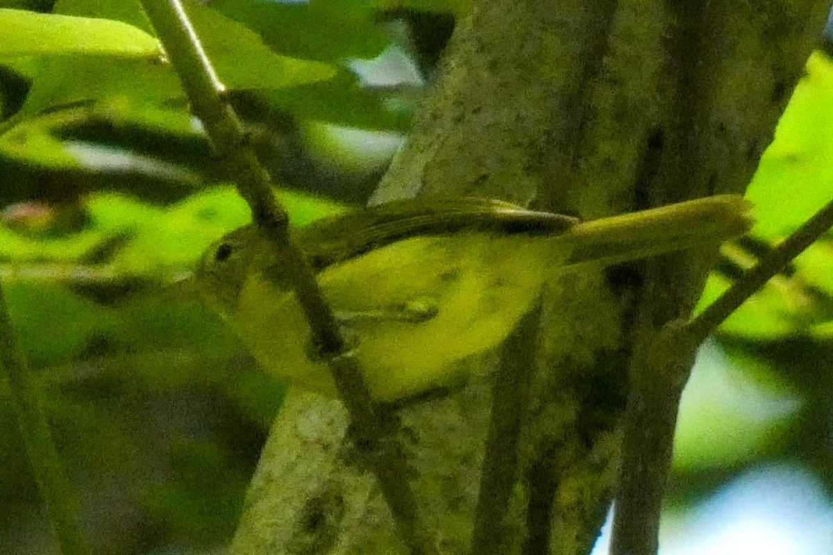 Yellow-green Tyrannulet - ML639231074