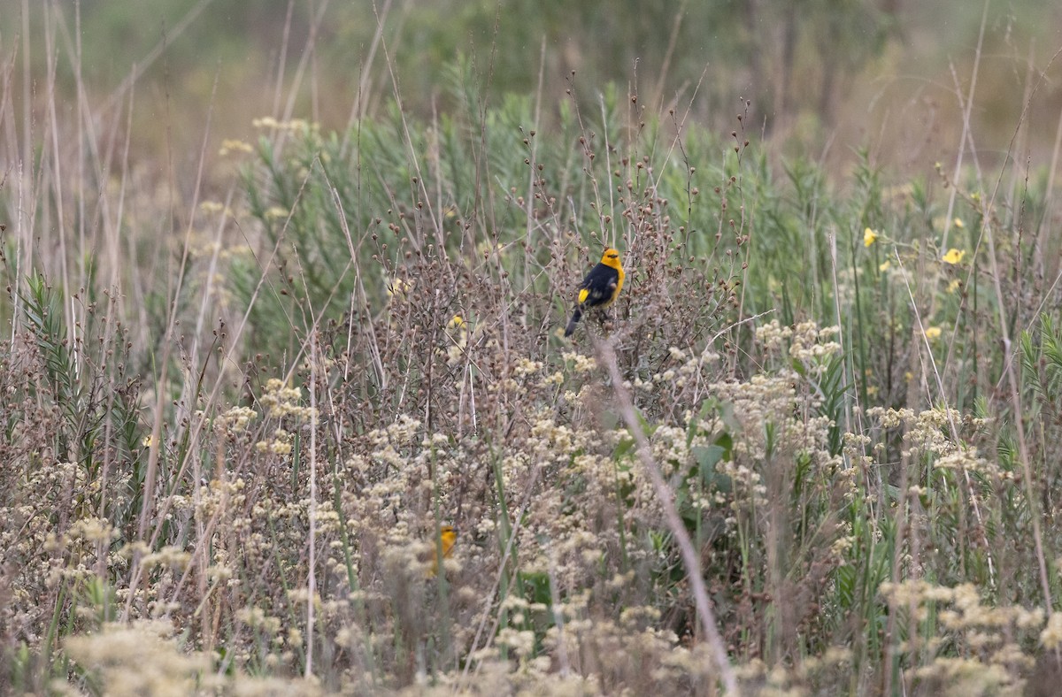 Saffron-cowled Blackbird - ML639231078