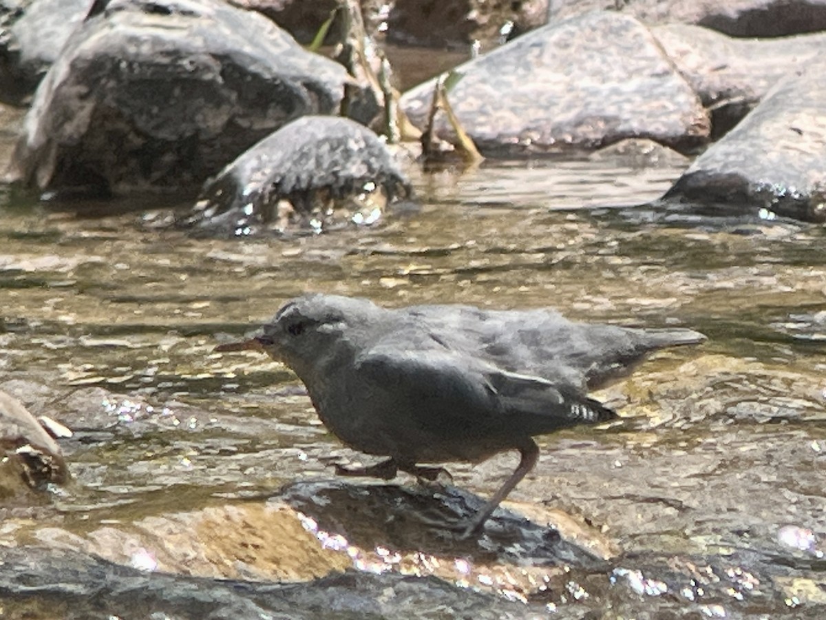 American Dipper - ML639231287