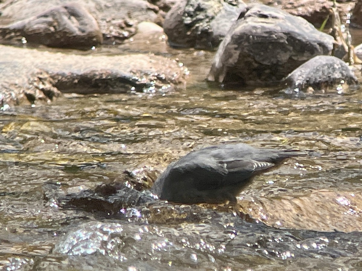 American Dipper - ML639231288