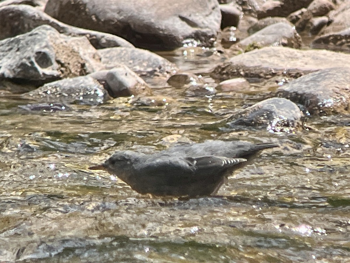 American Dipper - ML639231289