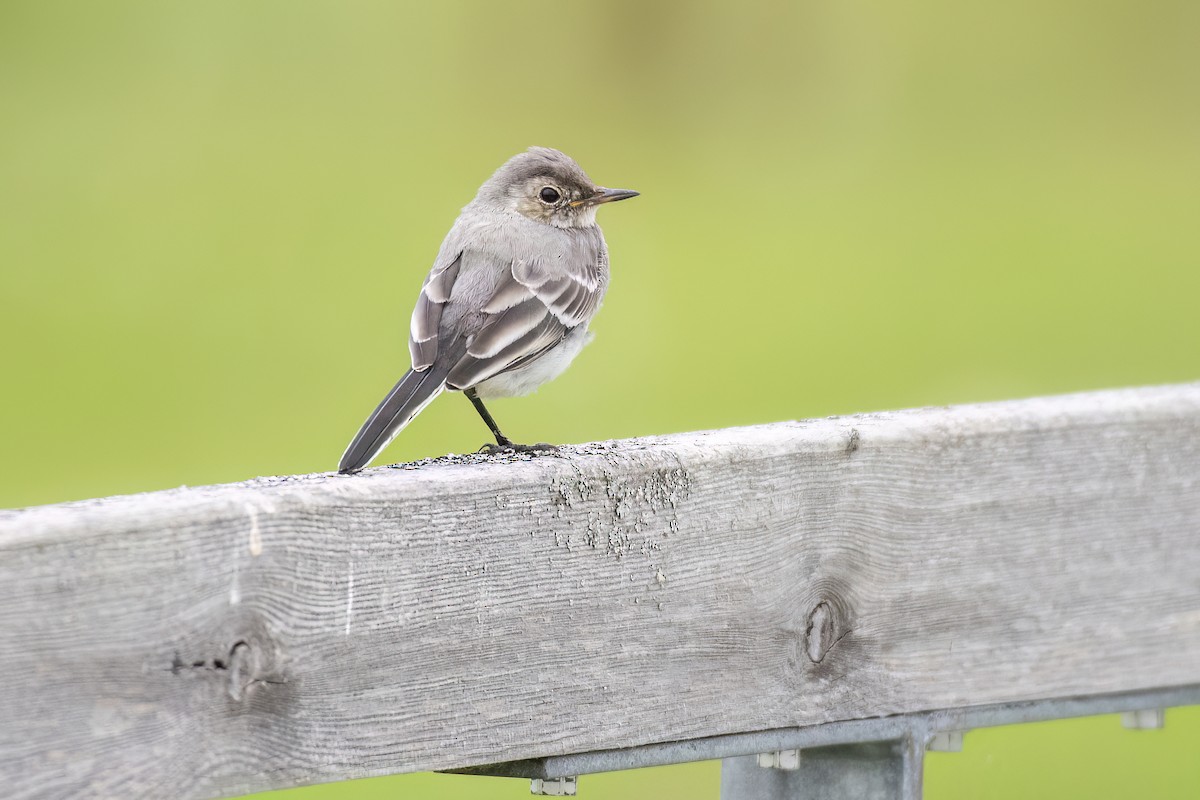 White Wagtail (White-faced) - ML639231419