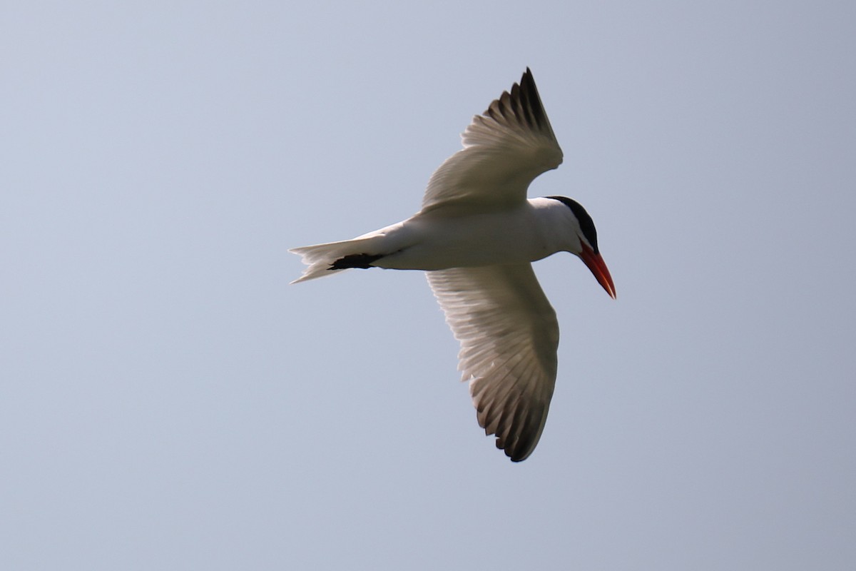 rybák velkozobý - ML639231622