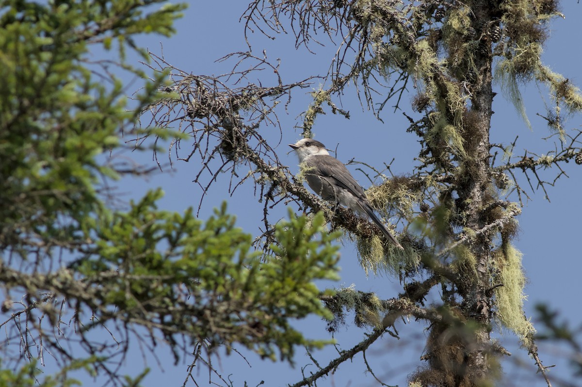 Canada Jay - ML639231705