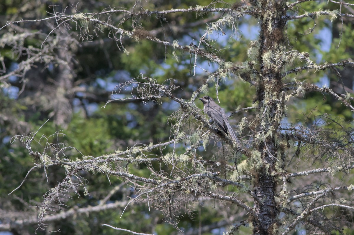 Canada Jay - ML639231706