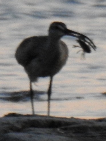 koliha hudsonská - ML639231819