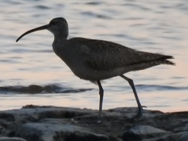 koliha hudsonská - ML639231829