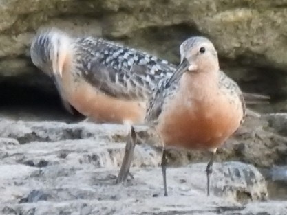 jespák rezavý - ML639231871