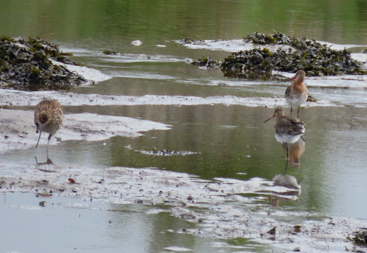 Eurasian Curlew - ML639231876