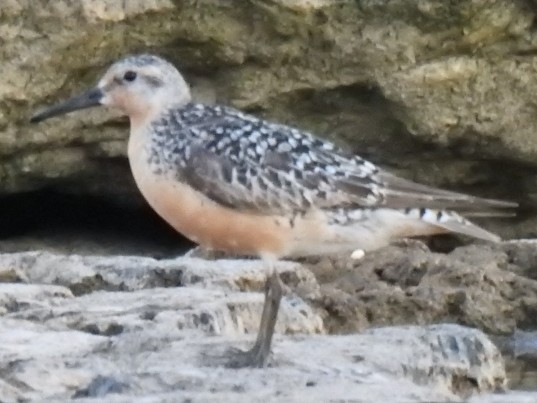 jespák rezavý - ML639231884