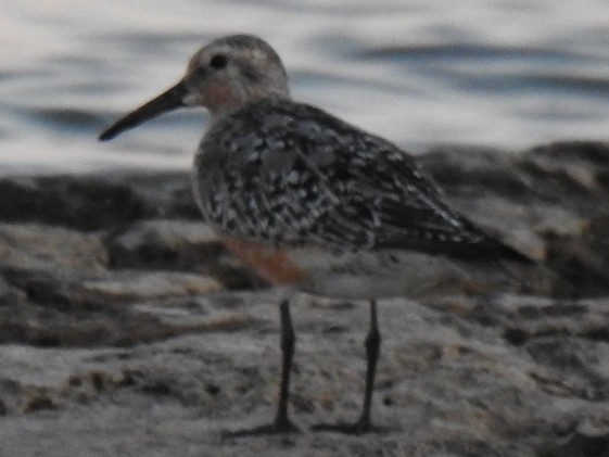 jespák rezavý - ML639231885