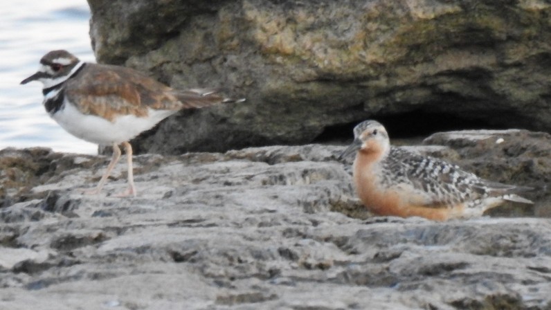 jespák rezavý - ML639231892