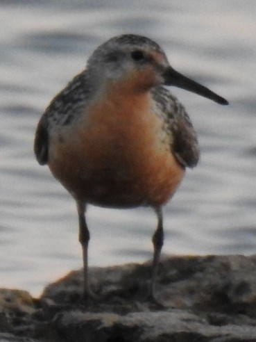 jespák rezavý - ML639231899