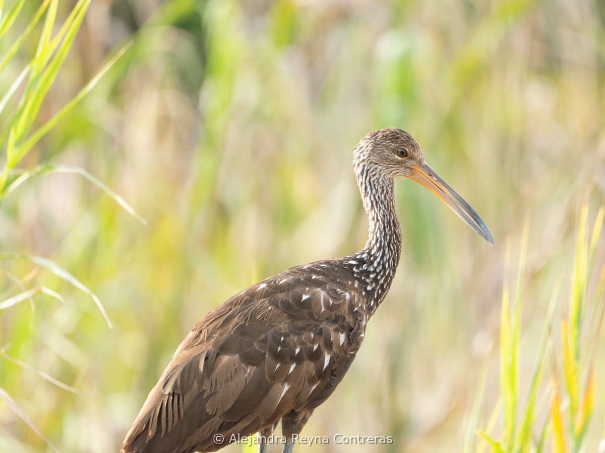 kurlan chřástalovitý - ML639231913