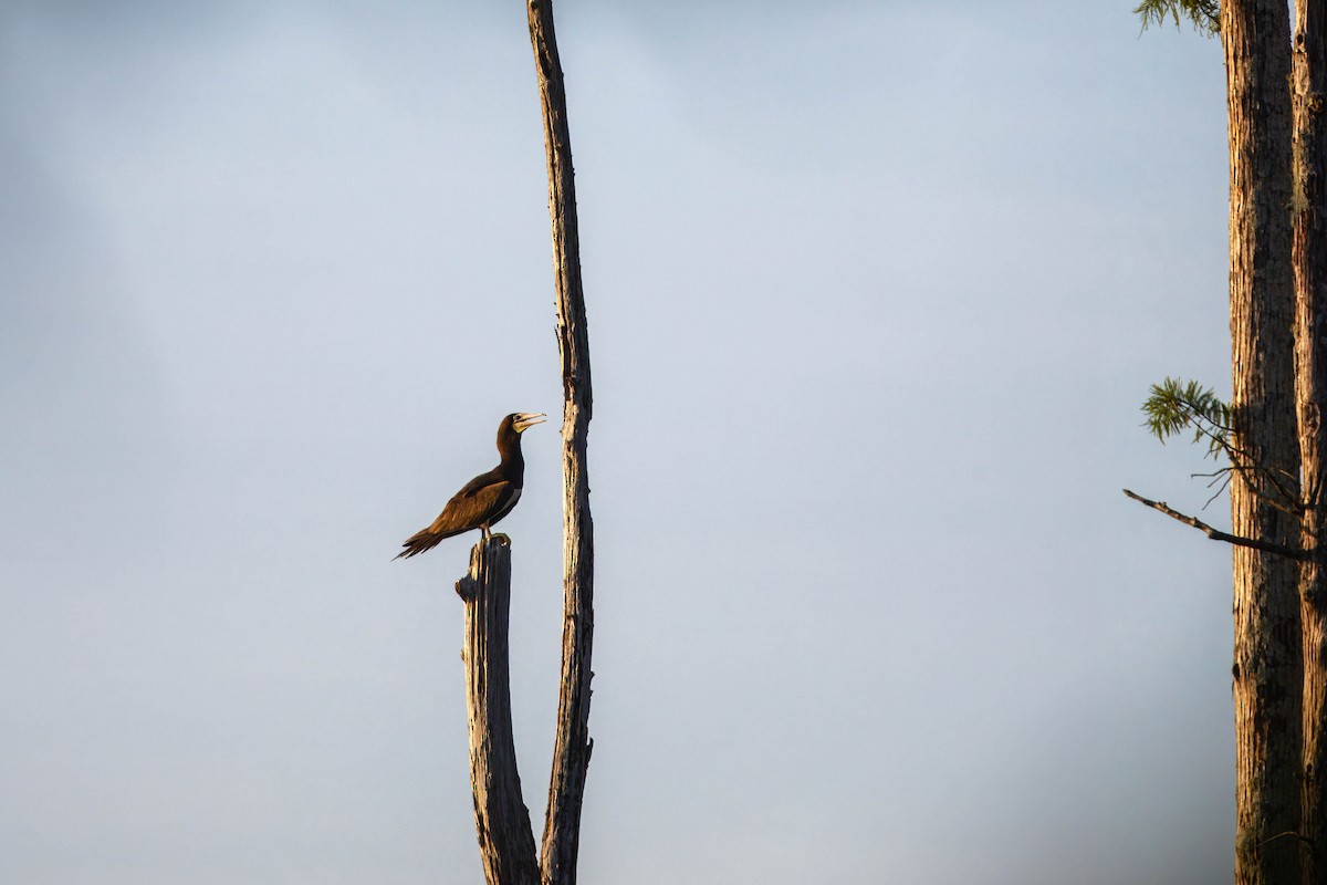 Brown Booby - ML639231960