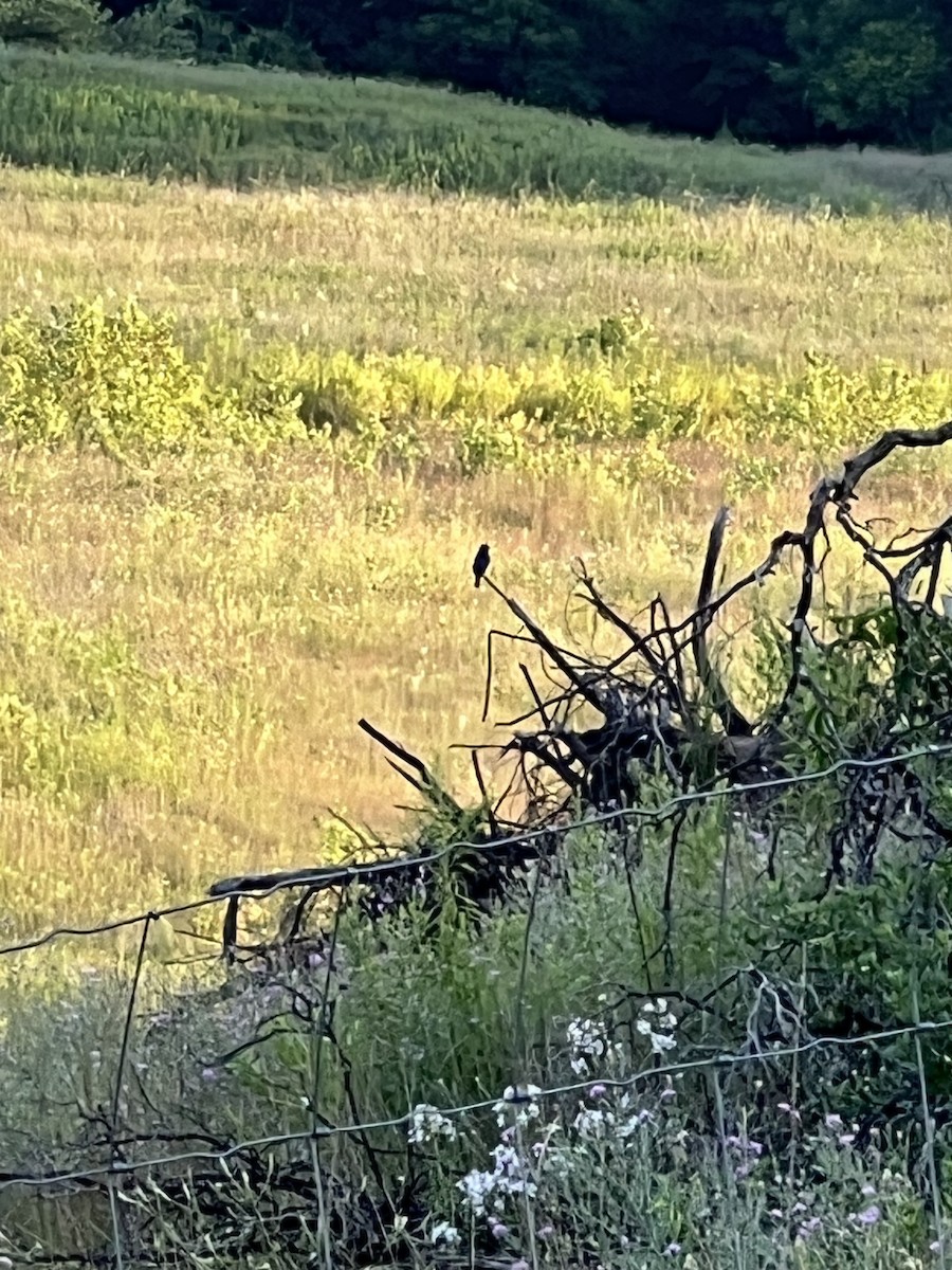Blue Grosbeak - ML639232007